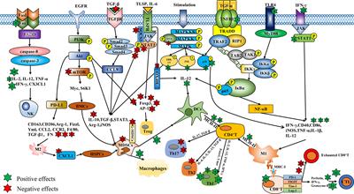 Anti-Tumor Effects of Chinese Medicine Compounds by Regulating Immune Cells in Microenvironment